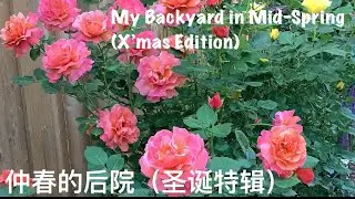 My Backyard in Mid-Spring (Special Edition) - 仲春的后院（圣诞特辑）