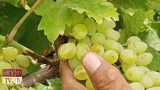Which grape is best for cultivation and income || Sultania C vs Sundar Khani