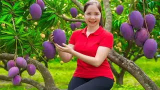 REWIND TIME LAPSE &ndash; 365 Days Harvesting 1000+ Purple Jade Vein Mango Garden Goes To Market Sell