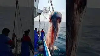 MONSTER JELLYFISH #ocean #shorts #fishing #ai