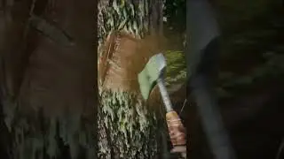 Ark Survival Evolved - How To Craft A Wooden Club #shorts #ark