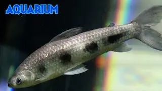 Boga lisa 4K (Schizodon borellii) Boga fina, Lisa de agua dulce, Voga