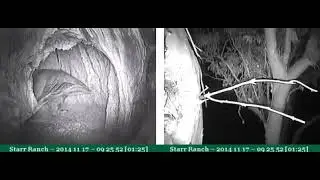 A great horned owl kills an American kestrel in the dead of night