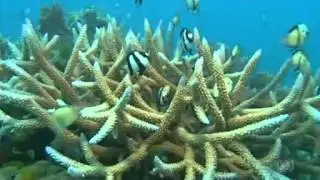 Senate Inquiry requests ban on disposal of dredge spoil in Reef waters