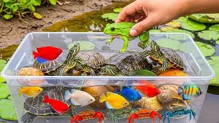 Relaxing POV Catch & Release in Nature | Frogs, Fish, Turtles & Snails in Peaceful Lake