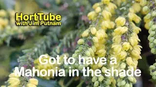 My Shade Garden Has To Have A Mahonia