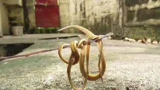 😱This insect name is Bipalium vary scary rare insect watch Full video