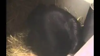 Geboorte cavia gladhaar zilvervos
