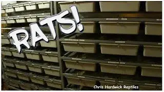 How to maintain a colony of 80 female rats