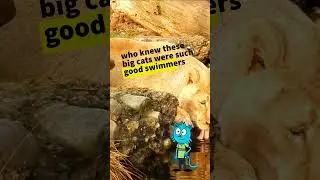 Exciting Lion Facts! short 5 #animation #animals #funny #cartoon #wildlife