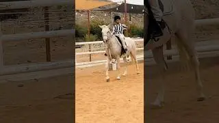 #youtube #horse #lifeisbutadream #amazinganimals #equestrian #animalkingdom #foryou