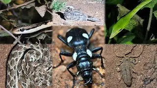 So many creatures in one night? 🦂🐍🕸️🕷️🦋🐛 #nocturnal#animals#night#nightcore#nature#tamilshorts
