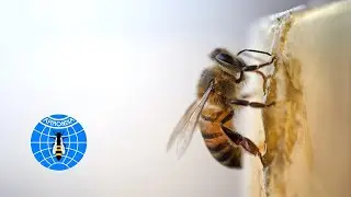 World Bee Day 2020 - Bee engaged &ndash; Build Back Better for Bees