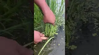 mow grass underwater #shorts #satisfying #farming #easyfarming #freshlypicked