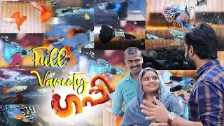 പതിനാലു തരം വെറൈറ്റി ഗപ്പികൾ 😍👌 || GUPPY || VARIETY GUPPY || Media Makkani