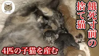 道の駅で出会った捨て猫が子猫を産んだ衝撃のストーリー（Reまとめ①）