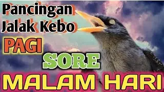 MASTERAN JALAK GACOR | Pancingan Jalak Agar Cepat Gacor Dan Emosi