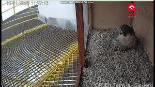 Orlen Termika Siekierki PL - Astra in the nest , departure - 2026 01 10 11 25
