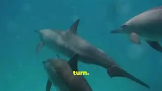 Orcas versus dolphin: intelligence showdown!