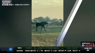 Moose spotted walking along highway near rural Nebraska village