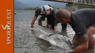 Sturgeon & Salmon Fishing at Fraser River Lodge, Canada