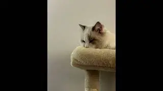 Just relax in this video #catbaby #kitten #relaxing #relax #relaxwithcats