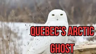 Quebec's Arctic Ghost: Unveiling the Magnificent Snowy Owl