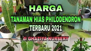 UPDATE HARGA PHILODENDRON TERBARU 2021 (21 Jenis Philo di Ghaziya Nursery)