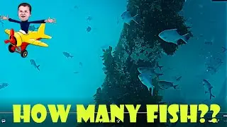 Where to Snorkel in Adelaide | Port Noarlunga | Beautiful Beach | Travel Vlog Australia