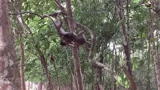Baby Monkeys - Monkey Charles, Amara Are Playful