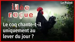 Id&eacute;e re&ccedil;ue : le coq chante-t-il uniquement au lever du soleil ?