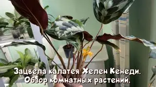 Зацвела калатея Хелен Кенеди. Обзор комнатных растений.