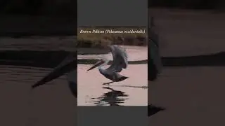 Brown pelican takes flight at sunset