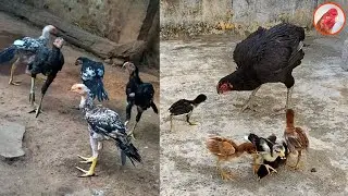 Top quality parrot nose long tail hen & 5 chicks | 7093717284 | Pondram, Keeri, Black chicks