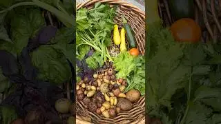 Summer Harvest #harvest #growyourownfood #homegardening #backyardgarden #garden #gardentips