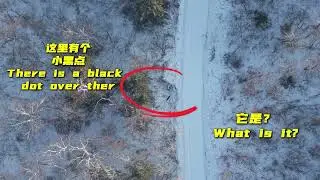 Tiger Encounter on Mountain Power Patrol: 