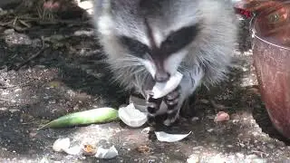 Mama Rac Shows Off Her Adorable New Family