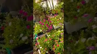 👍🤣&hearts;️&hearts;️music funny video 🤣😜 #funny #comedy #verlvideo #shorts #ytshorts 🤣😜💯💯🫰😂&hearts;️