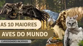 As 10 maiores aves do mundo