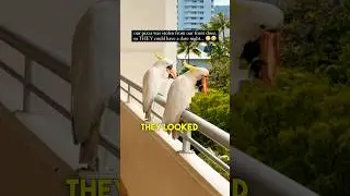 Эти какаду украли их пиццу 🤣🤣