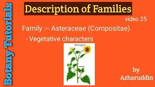 Asteraceae (Compositae) //Vegetative characters//