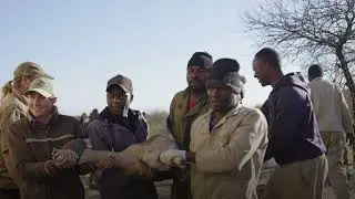Wildlife translocation brings new opportunities to Mucheni Conservancy in Zimbabwe #swmprogramme