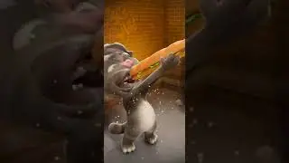 Talking Tom Cat New Video Best Funny Android GamePlay #11012