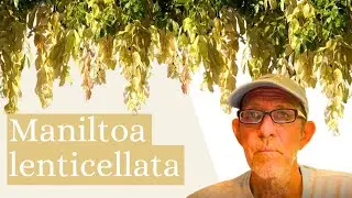 Maniltoa lenticellata - Silk Handkerchief Tree