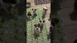 🐩🐩🐩🐕#dogs #workout #viralshow #tamil #dubbing #dogcomedy #doglife #love #pets