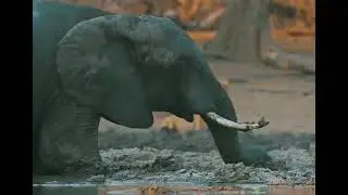 &ldquo;जंगल के सारे जानवरों की दुनिया 🌿 | Wild Animal Documentary Hindi