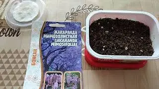 Жакаранда мимозолистная, посев семян, часть 1