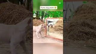 #blackdiamondmining #blackdiamond #funnychallenge #prankchallenge #scarecam #scared #diamondmining