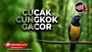 🔴 Cucak Cungkok Mewah Gacor Bongkar Isian