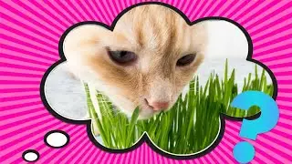 Why Do Cats Eat Grass? Scientists Might Have Figured It Out